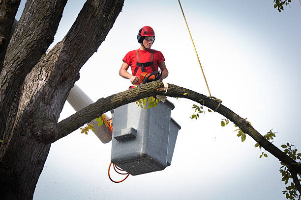 Best Tree and Shrub Care  in Wayne, OH